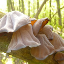 Wood Ear