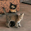 Domestic X Wild Cat kitten