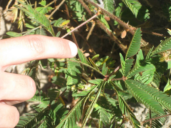 Spotting Image 1