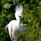 snowy egret