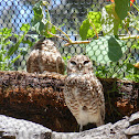 Western Burrowing Owl