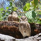 Western Burrowing Owl
