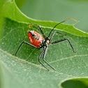 Wheel bug (nymph)