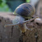 Garden Snail