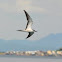 Bridled Tern