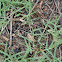 Texas Spotted Range Grasshopper