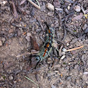 Caterpillar