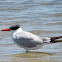 Caspian Tern