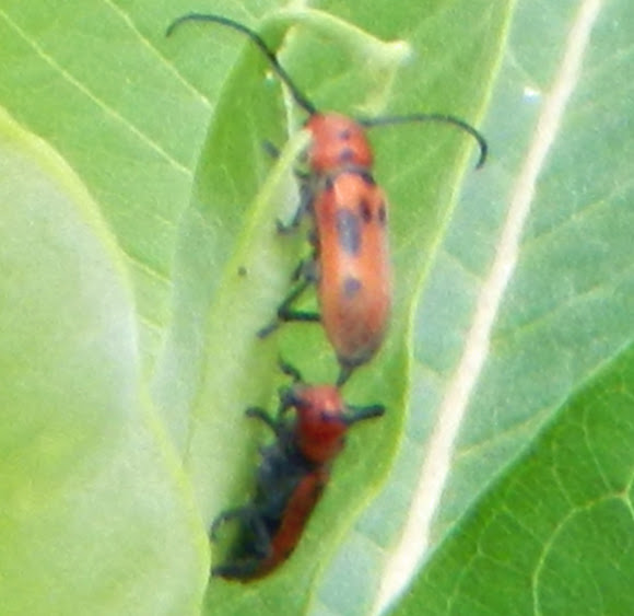 Spotting Image 1