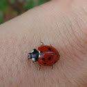 7-spotted Ladybird +1 spot