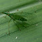 Dictyopharid planthopper