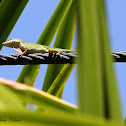 Green Anole