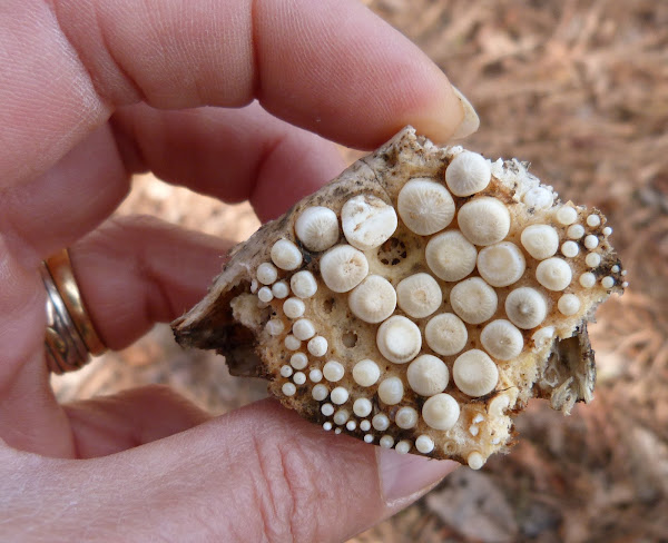 Freshwater drum (Pharyngeal teeth)