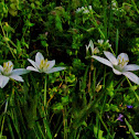 False Garlic
