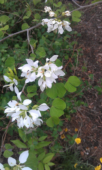 Spotting Image 1