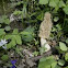 Yellow Morel