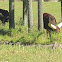 Ankole-Watusi