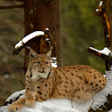 Lince europea