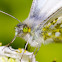Orange Tip (Female)