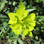 Euphorbia nicaeensis