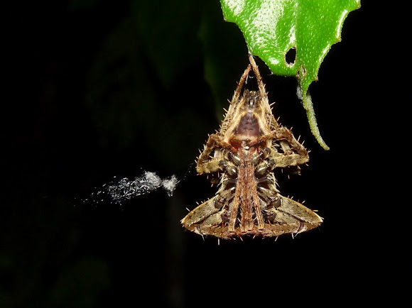 Spotting Image 1