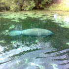 SEA COW,MANATEE