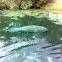 SEA COW,MANATEE