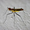Banana-stalk Fly