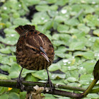 Red-winged Blackbird