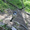 western scrub jay