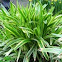 Liriope