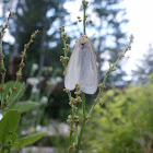 Delicate Cycnia