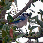 Blue Jay