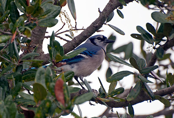 Spotting Image 1