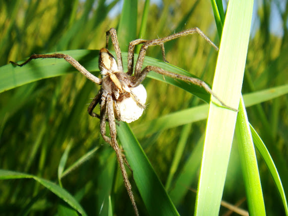 Spotting Image 1
