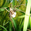 Pisaura mirabilis