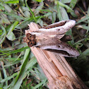Polilla
