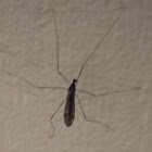 Crane Fly