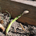 asparagus