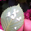 Citrus mealy bug