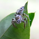 jumping spider