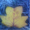 central park leaf collection