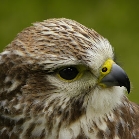  by Glen Unsworth - Animals Birds