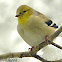 American Goldfinch