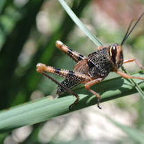 Lone Star Arthropods