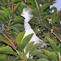 Snowy Egret
