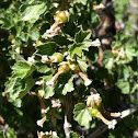 Wax currant