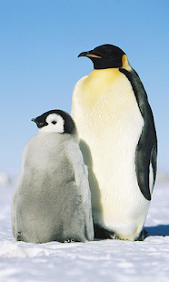 How to install Funny Penguin at rain LWP patch 2.0 apk for android