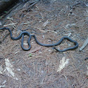 Black Racer