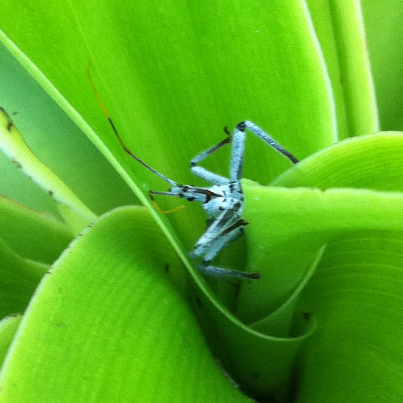 Spotting Image 1